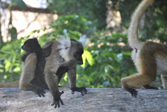 Eulemur macaco