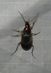 Chlaenius tricolor