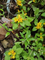 Lysimachia congestiflora