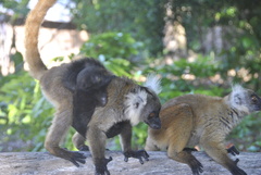Eulemur macaco