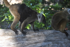 Eulemur macaco