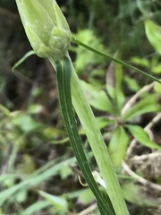 Scorzonera angustifolia