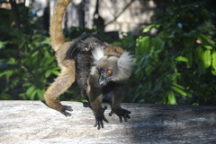 Eulemur macaco
