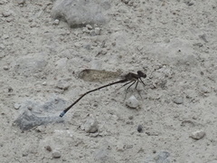 Argia tibialis