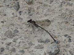 Argia tibialis