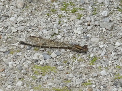 Argia tibialis