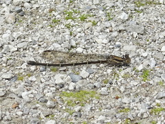 Argia tibialis