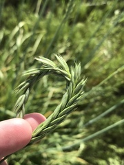 Psathyrostachys juncea