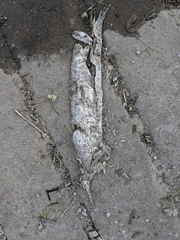 Lepisosteus platostomus