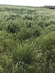 Psathyrostachys juncea