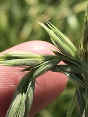 Psathyrostachys juncea