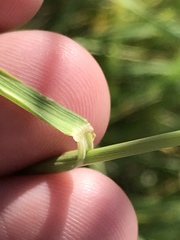 Psathyrostachys juncea