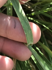 Psathyrostachys juncea