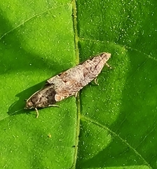 Pelochrista caecimaculana