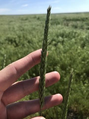 Psathyrostachys juncea