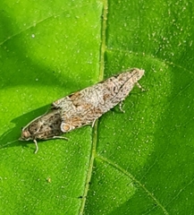 Pelochrista caecimaculana