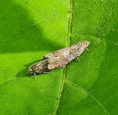 Pelochrista caecimaculana