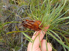 Protea pudens