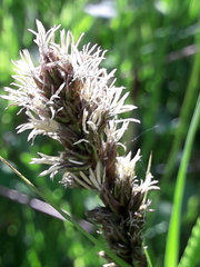 Carex otrubae