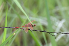 Libellula auripennis