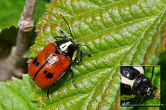 Cryptocephalus octopunctatus