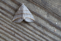 Colobochyla salicalis