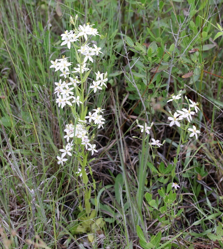 Image of Sabatia brachiata by (c) Lauren McLaurin, some rights reserved (CC BY)