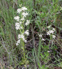 Sabatia brachiata