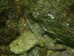 Gobius xanthocephalus