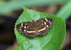 Anthanassa drusilla