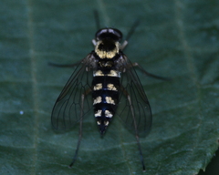 Chrysopilus ornatus