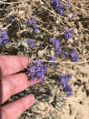Eriastrum densifolium