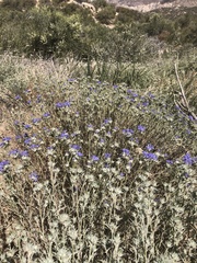 Eriastrum densifolium