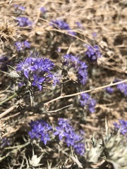 Eriastrum densifolium