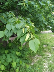 Tilia cordata