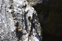 Somatochlora provocans