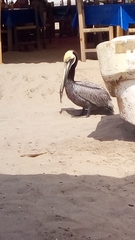 Pelecanus occidentalis