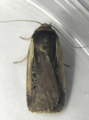 Ochropleura