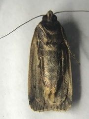 Ochropleura