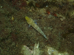 Gobius xanthocephalus
