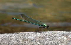 Calopteryx angustipennis