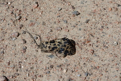 Semblis phalaenoides