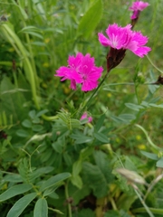 Dianthus carthusianorum