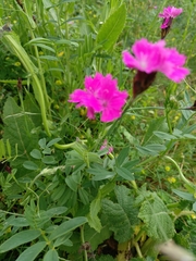 Dianthus carthusianorum