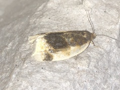 Clepsis melaleucanus
