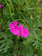 Dianthus carthusianorum