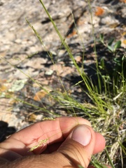 Piptatheropsis micrantha