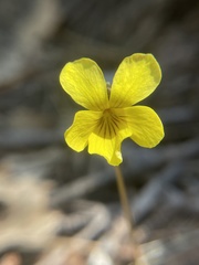 Viola purpurea