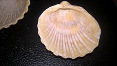Acanthocardia echinata