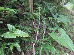 Alocasia longiloba